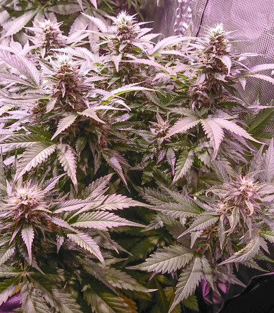 Семена сорта Strawberry Cream fem (Sumo Seeds)