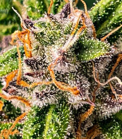 Семена сорта Ultimate Lemon Haze Auto fem (Семяныч)