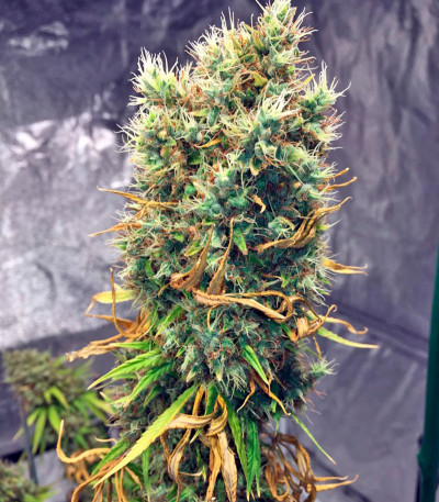 Семена сорта White Strawberry Skunk fem (Strain Hunters)