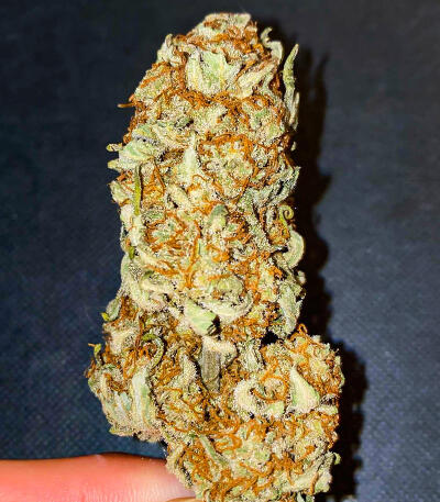 Семена сорта Gorilla Glue #4 Fast Version fem (Easy Grow Seeds)