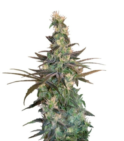 Семена сорта A-Train fem (TH Seeds)