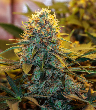 Семена сорта T-34 fem (Семяныч)