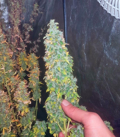 Семена сорта Auto Jack fem (Paradise Seeds)