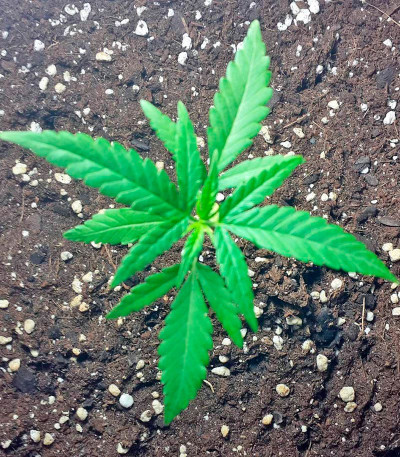 Семена сорта Critical + fem (Dinafem Seeds)