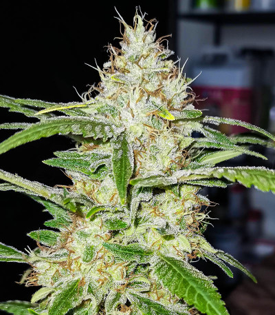 Семена сорта TnT Trichome fem (Dutch Passion)