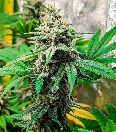 Семена сорта Wedding Crasher Auto fem (7CH Seeds & Advanced Seeds)
