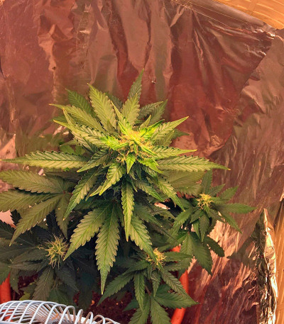 Сорт каннабиса Cream Caramel Auto 