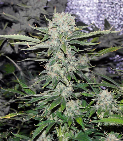 Семена сорта Critical Kush fem (Barney's Farm)