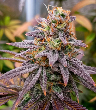 Семена сорта HighCloudZ fem (Green House Seeds)