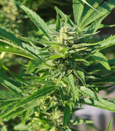 Семена сорта AK-49 Auto Fem (Vision Seeds)