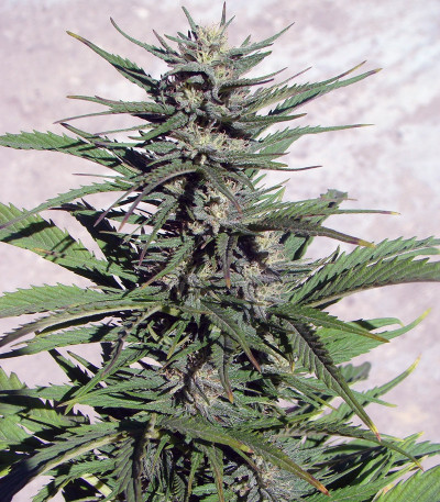 Сорт каннабиса Auto Durban Poison