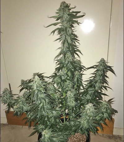 Семена сорта CBD Auto 1:1 auto fem (FastBuds Seeds)