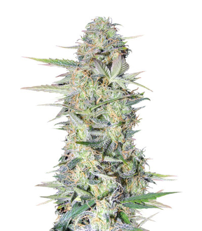 Семена сорта Lowryder #2 auto fem (Семяныч)