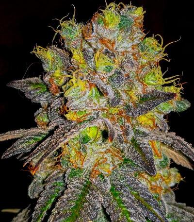 Семена сорта Mandarin Cookies fem (7CH American)