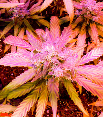 Семена сорта Critical Kali Mist fem (Delicious Seeds)