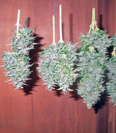 Семена сорта Himalaya Gold fem (Green House Seeds)