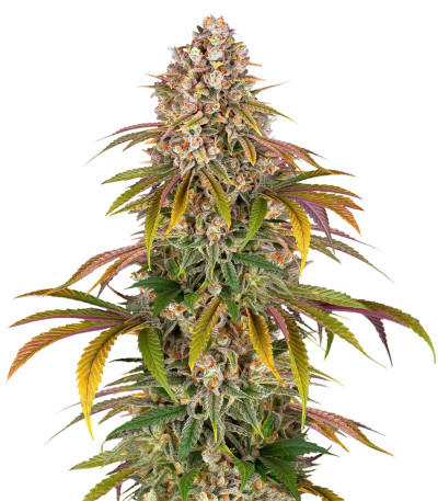 Семена сорта Lemon Tree fem (Barney's Farm)