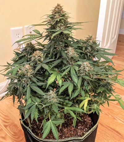 Семена сорта Auto Red Russian XXL fem (Victory Seeds)