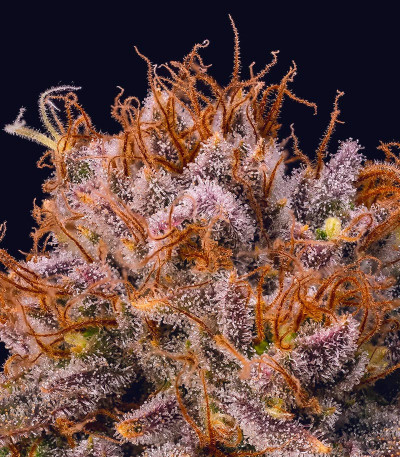 Семена сорта Blueberry Muffin fem (Humboldt Seed Company)