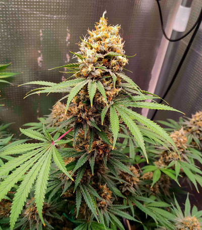 Семена сорта DDoS #33 fem (Herbies Seeds)