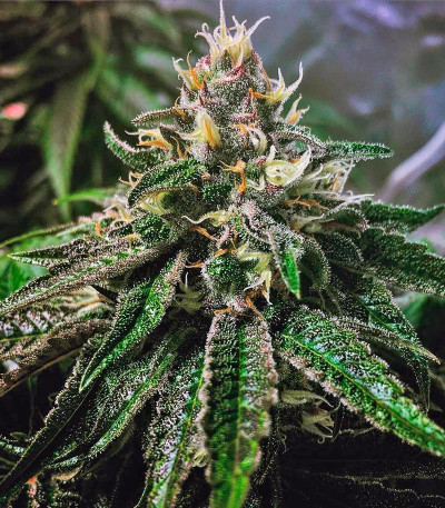 Семена сорта Master Kush fem (Nirvana Seeds)