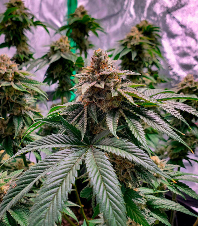 Семена сорта Motor Breath fem (7CH American)