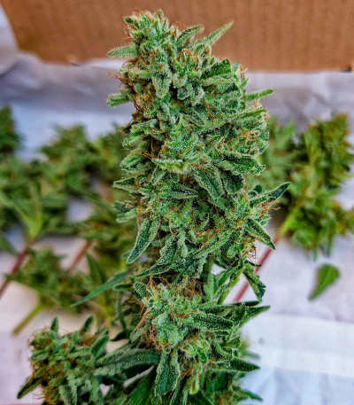 Семена сорта Orange Apricot Glue XL Auto fem (Sweet Seeds)