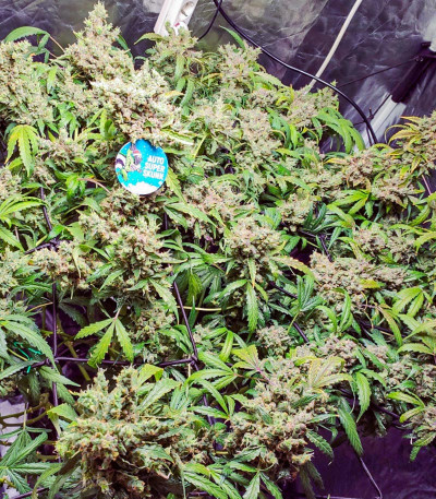 Семена сорта Super Skunk Auto fem (Семяныч)