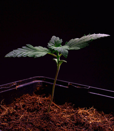 Семена сорта Dos Si Dos 33 fem (Barney's Farm)