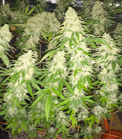 Семена сорта Gorilla Glue # 4 fem (Cali Buds Seeds)