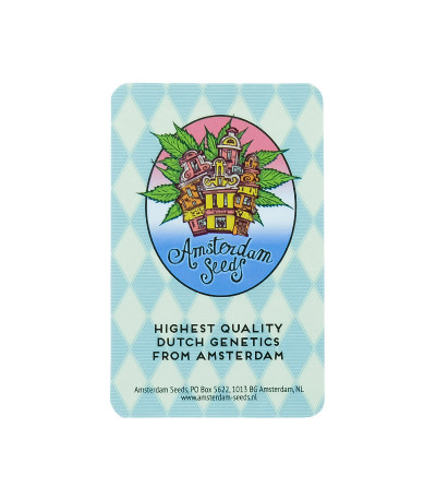 Семена сорта конопли Haze Auto