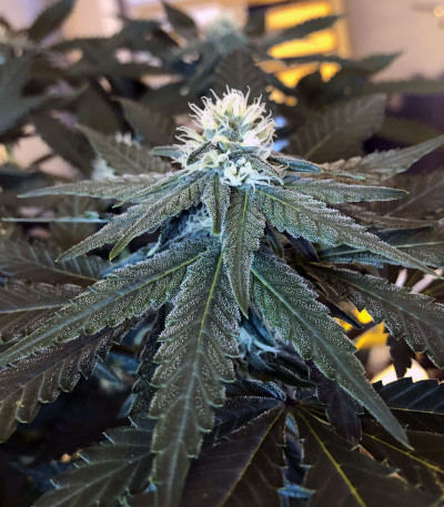 Семена сорта Purple Punch Cookies fem (Original Sensible Seeds)