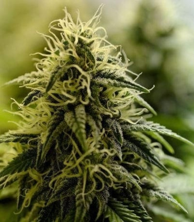 Семена сорта Allkush fem (Paradise Seeds)