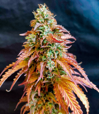 Семена сорта Gelato Auto fem (Herbies Seeds)
