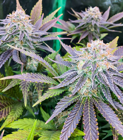 Семена сорта Punch Cookies fem (AlphaFem Seeds)