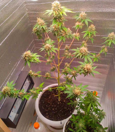 Семена сорта Caramelo Early Version fem (Delicious Seeds)