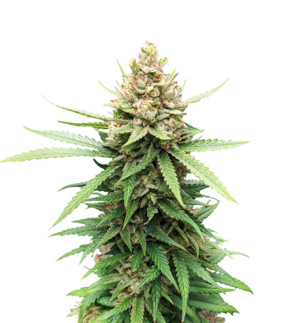 Семена сорта Descojack fem (Delicious Seeds)