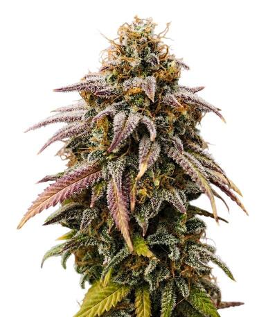 Семена сорта Ultimate Afghan Auto fem (Семяныч)