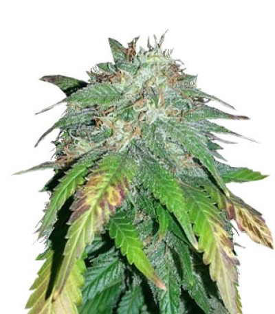 Семена сорта Alpujarrena fem (Pyramid Seeds)