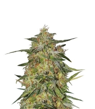 Семена сорта Royal Highness fem (Royal Queen Seeds)
