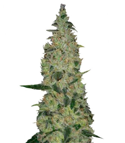 Семена Special Skunk шишки