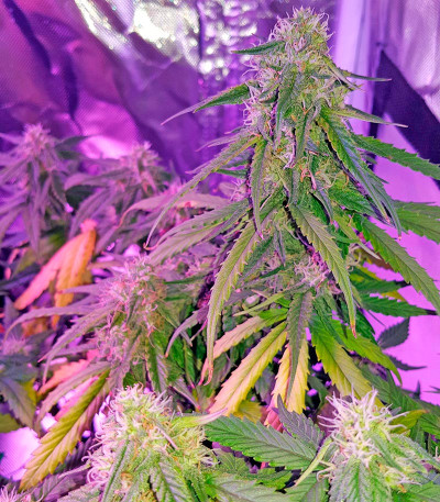 Семена сорта Auto Sweet Soma fem (00 Seeds)