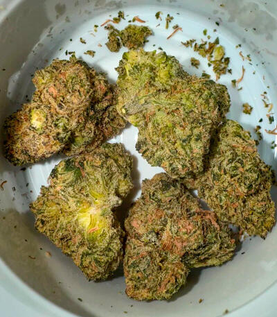 Семена сорта Gator Breath fem (7CH American)