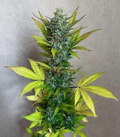 Семена сорта Jet Fuel Mandarine XL Auto fem (Sweet Seeds)