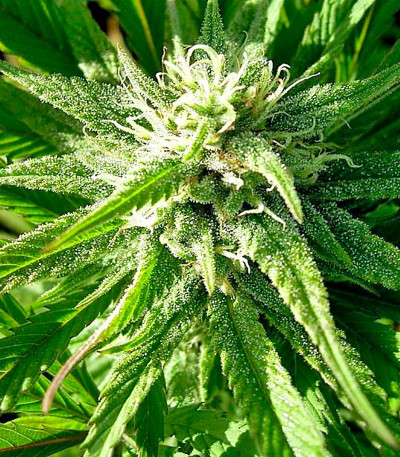 Семена сорта Mandala #1 reg