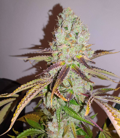 Семена сорта Mimosa X Orange Punch fem (Barney's Farm)