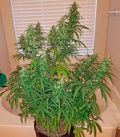 Семена сорта Sterling Haze fem (Nirvana Seeds)
