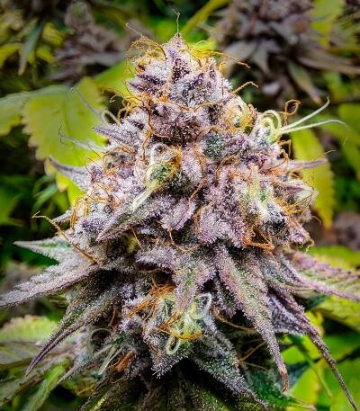 Семена сорта Ultimate Mimosa fem (Семяныч)