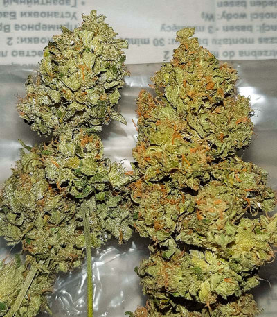 Семена сорта Auto Chocolate Kush fem (00 Seeds)