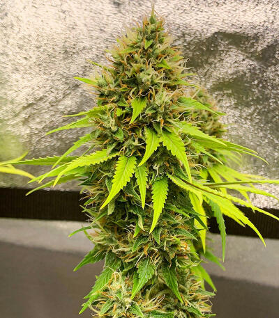 Семена сорта Candy Kush Fast Version fem (Easy Grow Seeds)